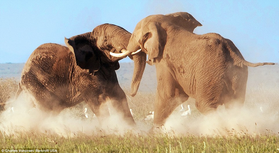 Inside Alida School’s plans to raise Africa’s next generation of tech talents 4 elephant fight