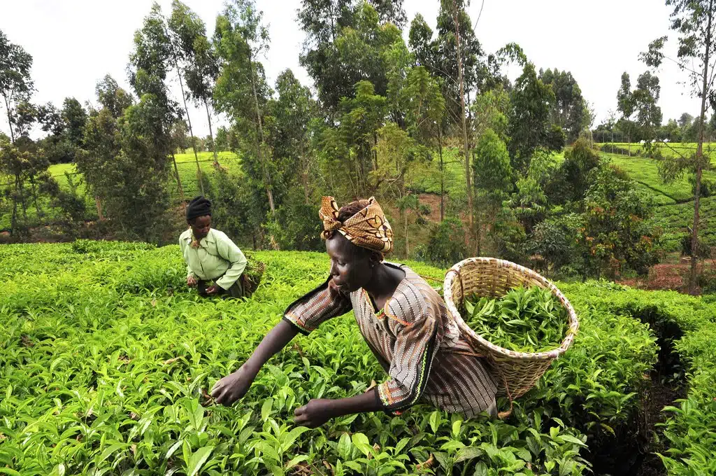Woman with a basket harvesting at a farm