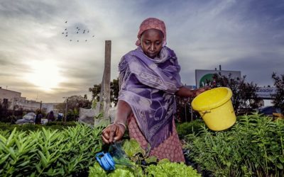irrigation