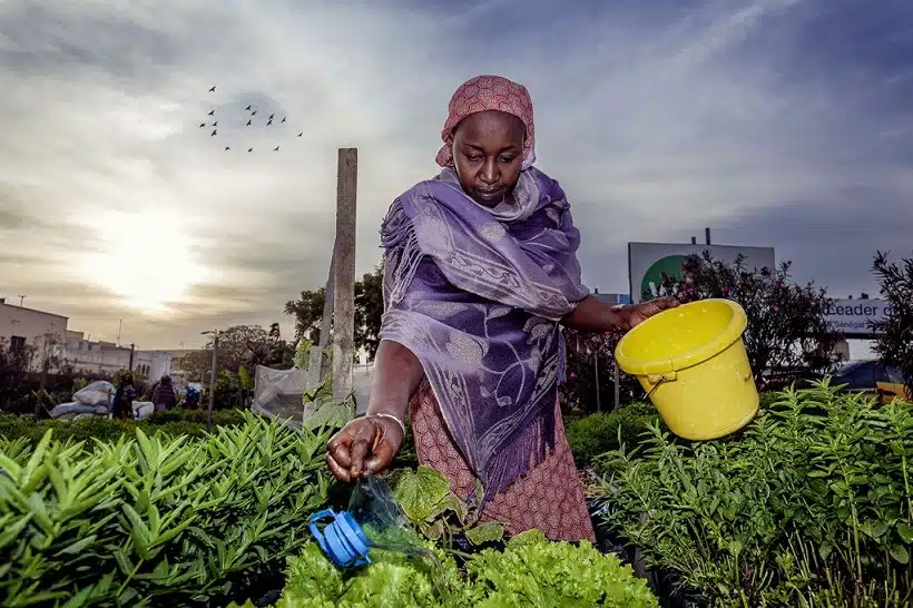 irrigation