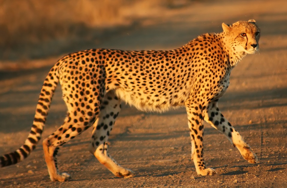 Swift Networks launches free internet service with ‘Red Cheetah’