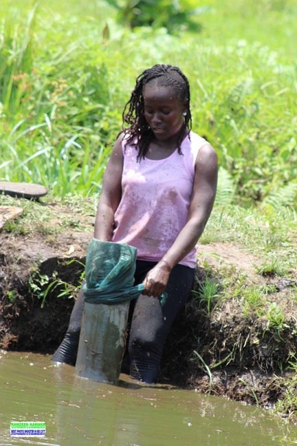 Meet Aminata Fatmata Kandeh, a young lady using technology to standardise fish farming in Sierra Leone 2 Agro fish farm 8