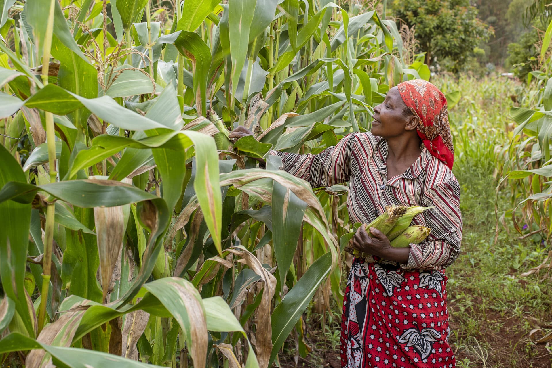 How Apollo Agriculture is solving small-scale farmers’ credit problem in Kenya 2 Apollo