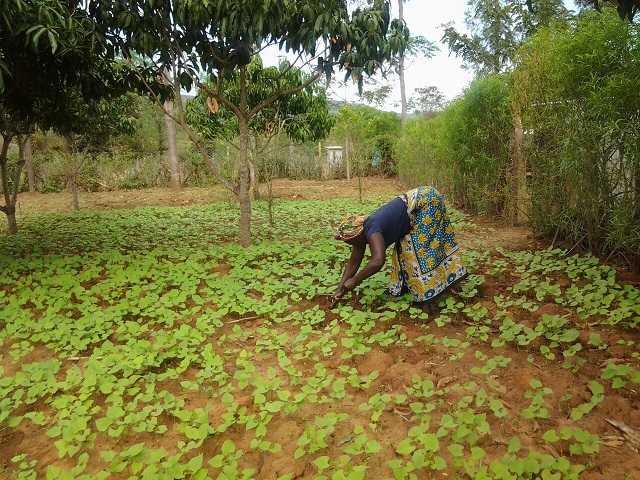 Agritech startup, ITIKI simplifies rainfall forecast for Africa's small-scale farmers 3 Farmer using ITIKI Solutions
