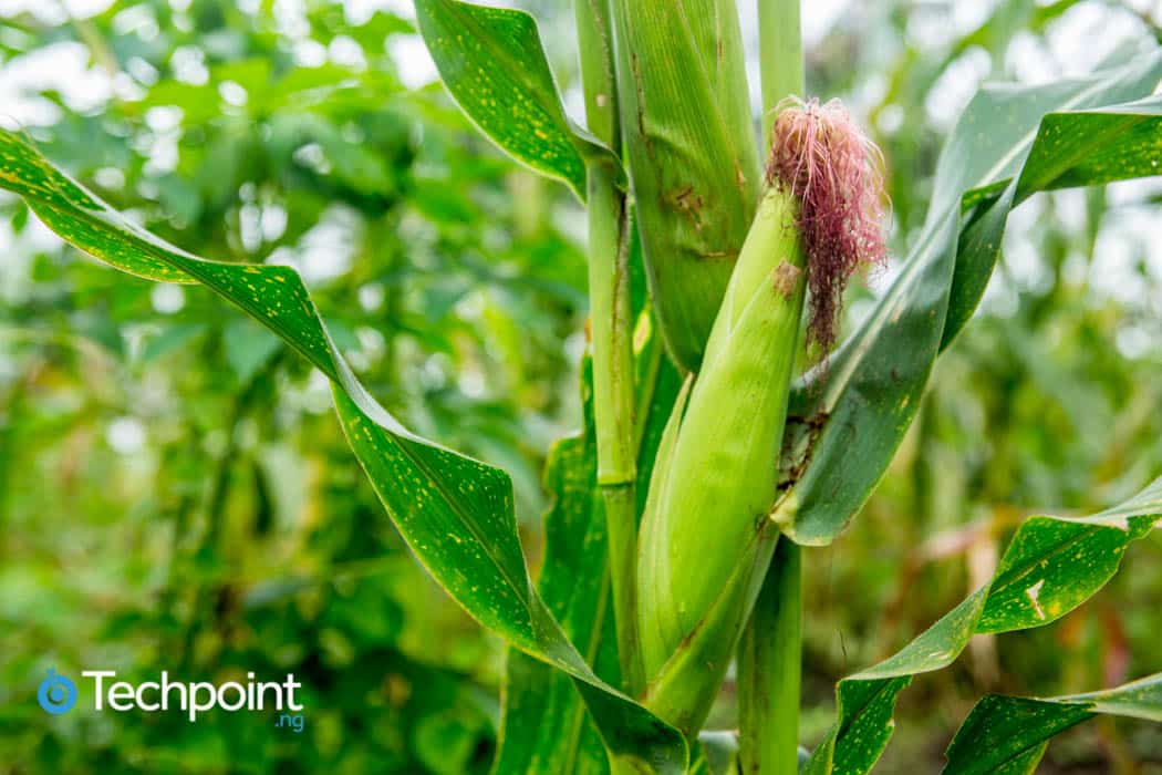How Releaf and OnePipe plan to help farmers in Southern Nigeria have access to digital financial services
