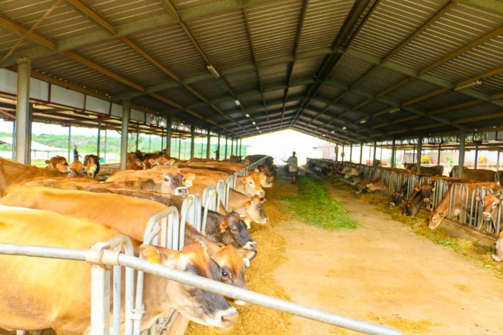 Nourishing dairy with tech, a path to Nigeria’s economic growth? 1 WhatsApp Image 2021 05 30 at 10.14.57