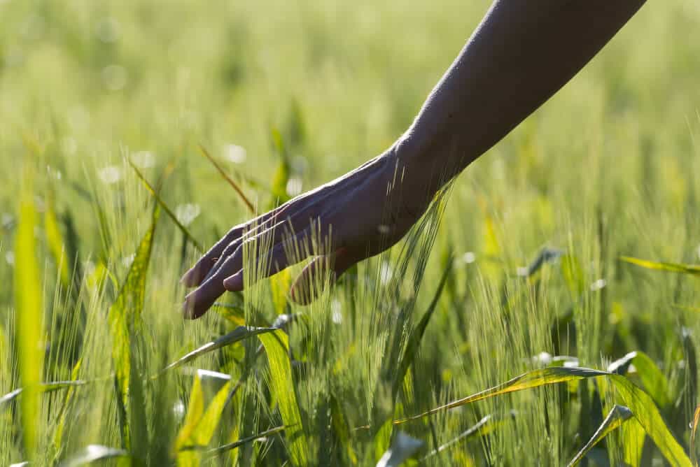 "Moniepoint's silver bullet is its people." The key ingredient to the company's success 2 An image of a black hand touching grass